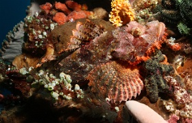 Komodo 2016 - Tasseled Scorpionfish - Poisson scorpion a houpe - Scorpaenopsis oxycephala - IMG_7105_rc